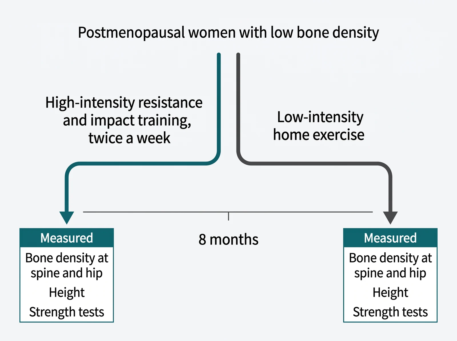 The trial design: postmenopausal women with low bone density split into two arms for eight months, with what was measured at each end.